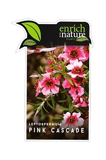 lep pink cascade.jpg